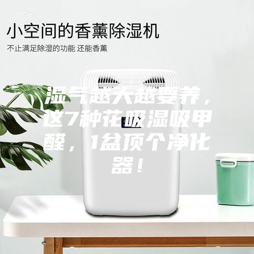 濕氣越大越要養(yǎng)，這7種花吸濕吸甲醛，1盆頂個凈化器！