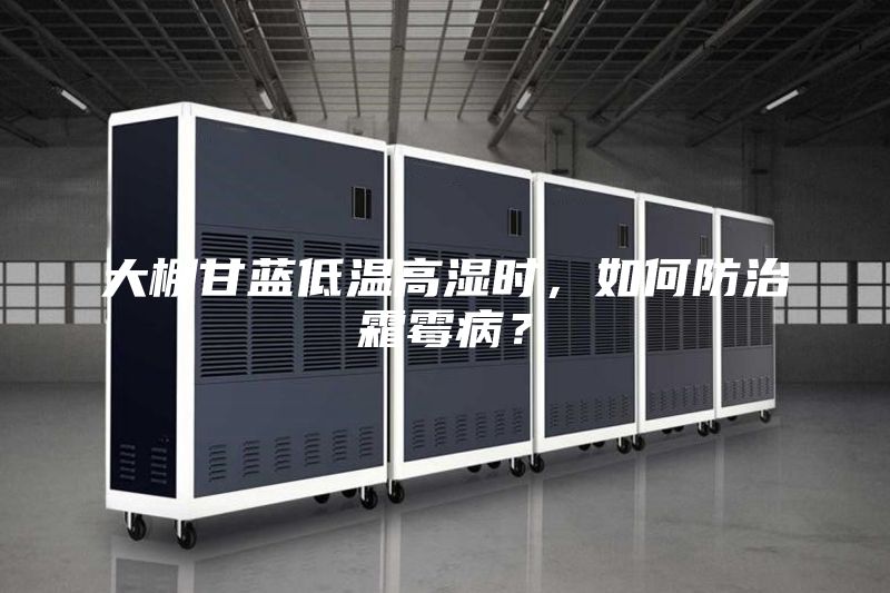 大棚甘藍(lán)低溫高濕時(shí)，如何防治霜霉病？